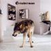 Grinderman - 2