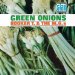Booker T. & The Mgs - Green Onions