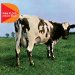 Pink Floyd - Atom Heart Mother