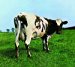 Pink Floyd - Atom Heart Mother