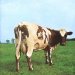 Pink Floyd - Atom Heart Mother