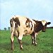 Pink Floyd - Atom Heart Mother By Pink Floyd