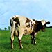 Pink Floyd - Pink Floyd: Atom Heart Mother