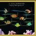 Wonder Stevie - Stevie Wonder's Original Musiquarium 1