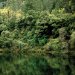 Conifer - Crown Fire