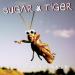 Sugar & Tiger - Télévisage