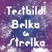 Testbild! - Belka & Strelka