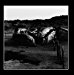 Amenra - Mass V Vinyl Version